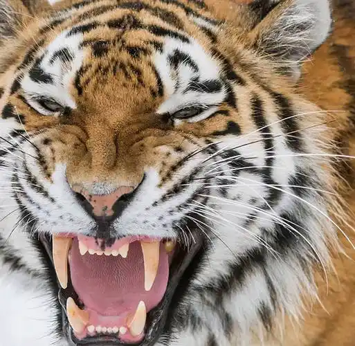 为何百兽之王老虎的交配时间只有短短一分钟贵在量多不在短