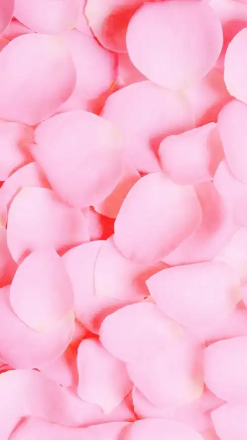 粉色 花瓣-堆糖,美好生活研究所