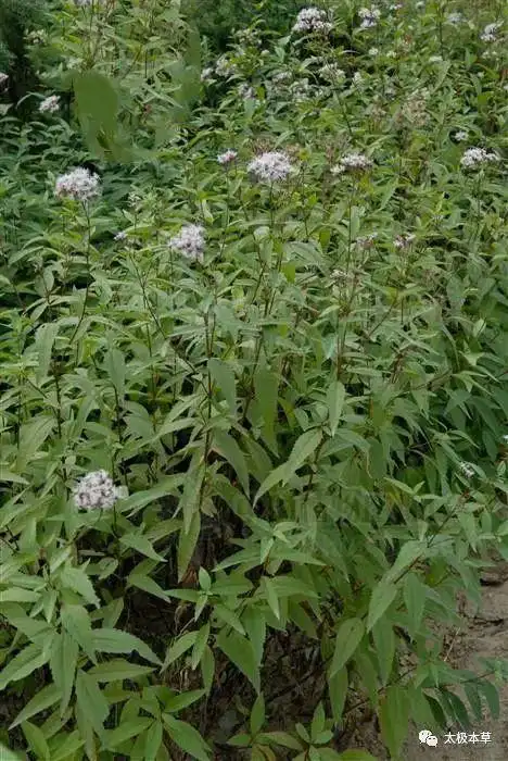 野马追见过吗能清肺止咳化痰平喘降血压