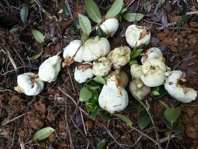 茶包,八零农村娃无法磨灭的记忆