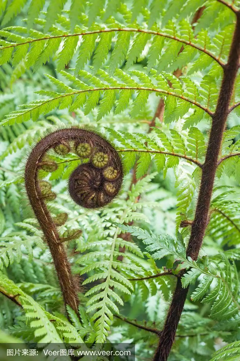 新西兰银蕨展开的叶子与模糊的背景