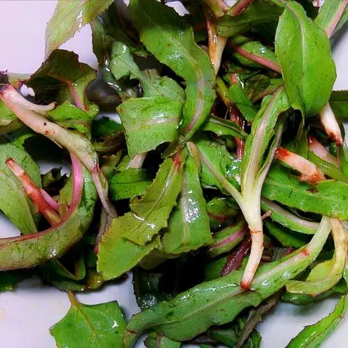 threnode做的春季野菜季凉拌曲麻菜苣荬菜