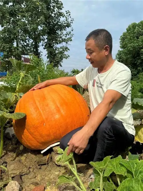 梁平村民种出"巨无霸南瓜"!
