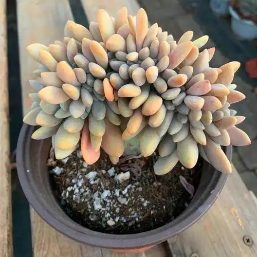 醉美人缀化 多肉植物超巨大株老桩绿植盆栽花卉 基地直发