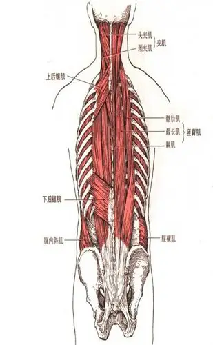 人体竖脊肌解剖示意图-人体解剖图