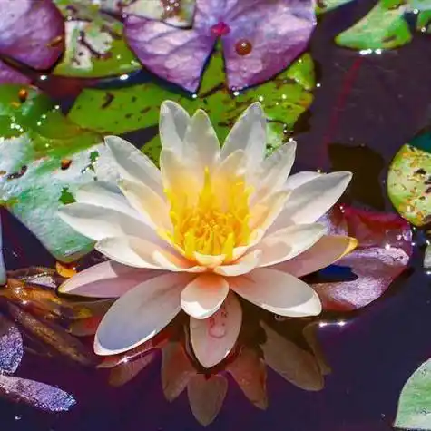 适合做头像的荷花图片清晰点的清新淡雅的睡莲图片