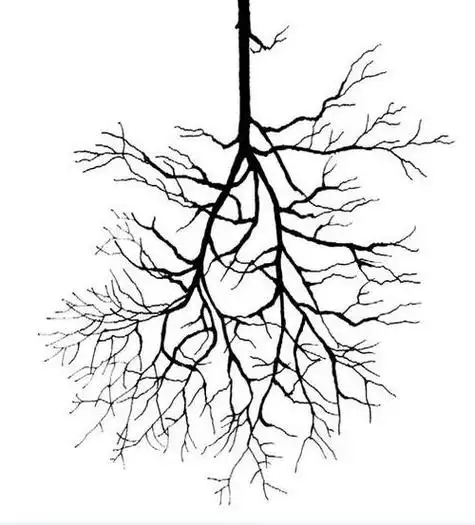 枯木发芽简笔画