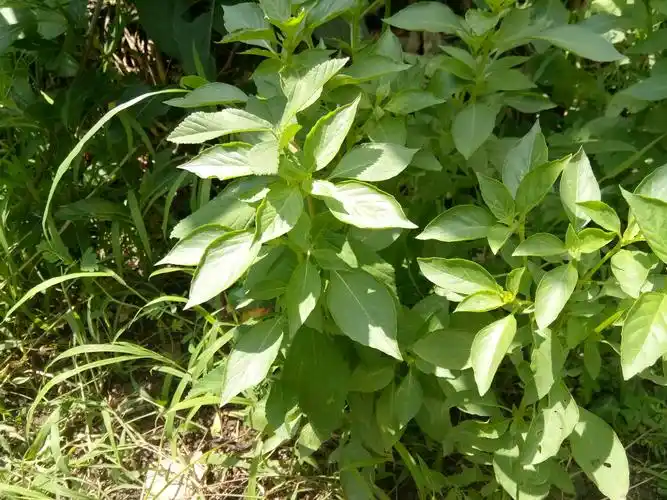 罗勒-植物调味料