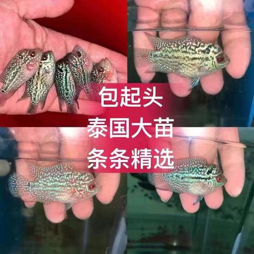 鸿运马骝起头罗汉鱼大苗包起头小亚成泰国进口珍珠罗汉热带观赏鱼
