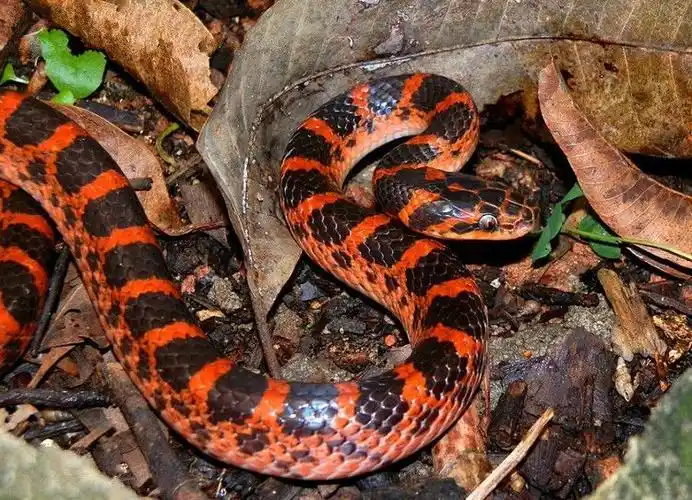 火赤练蛇有毒吗