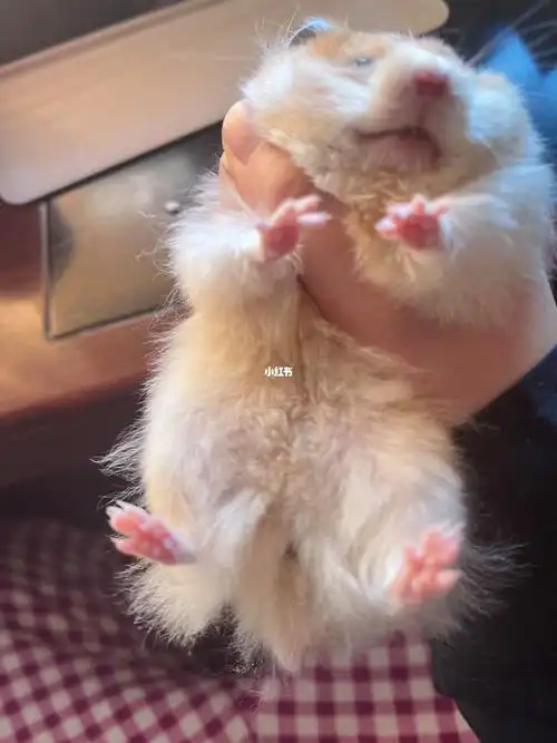 金丝熊分不清公母