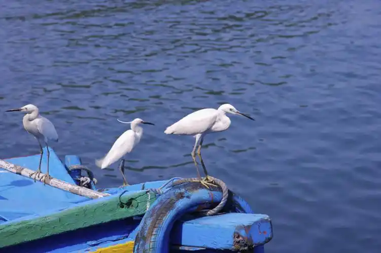 俯视,室外,白天,旅游,度假,河流,美景,水,轮船,船,白鹭,鸟,台湾,中国