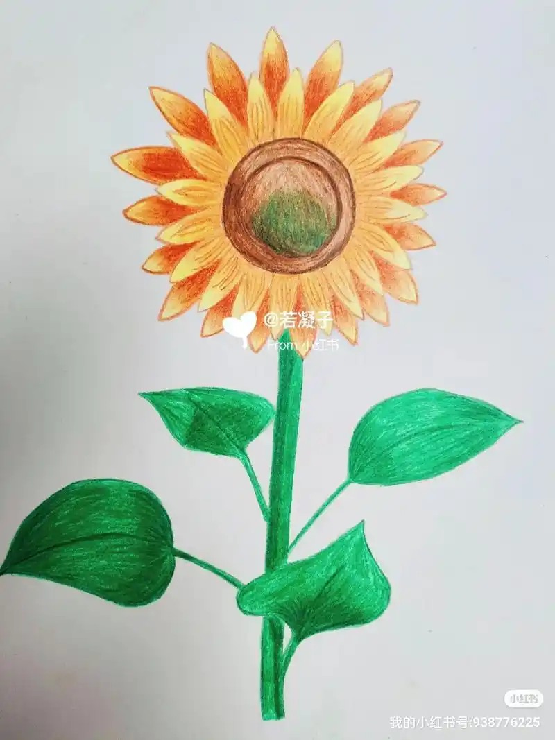 向日葵彩铅—上色图(附步骤##画画打卡 #彩铅 #向日葵有个 - 抖音