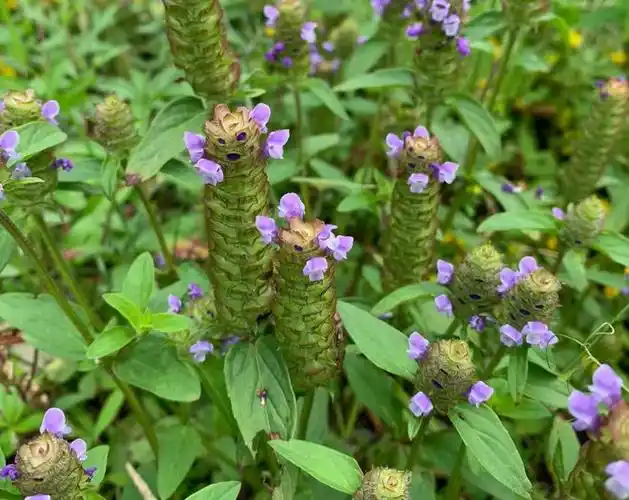 果实似棒槌,夏至后枯死,俗称夏枯草,煮水当凉茶,解暑又养肝!