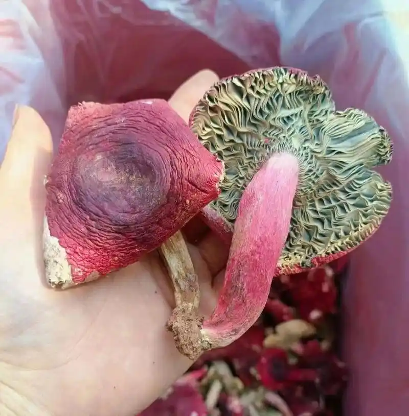 教大家如何分辨真假红菇96 教大家如何分辨真假红菇96: 1,干的正