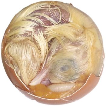 活珠子新鲜18天生毛鸡蛋毛蛋生喜蛋旺20枚