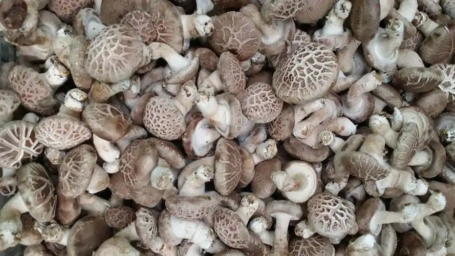 农家特产新鲜花菇500g