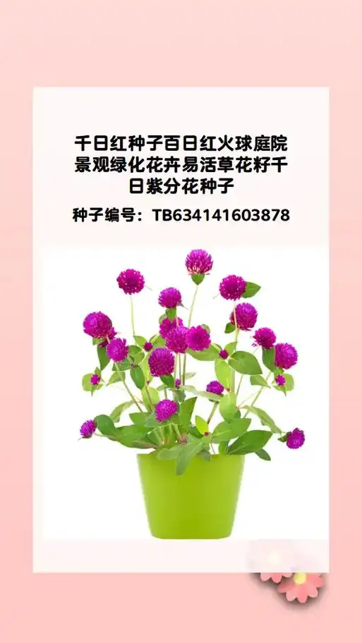 千日红种子白日红火球庭院观赏花卉种子.#花卉绿植 #一起养花 - 抖音