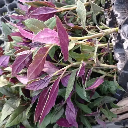 紫背天葵苗子紫背菜高钙菜观赏食用盆栽蔬菜