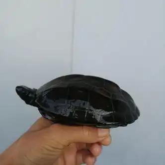 仟芸墨龟刀刻纹墨龟全黑碳墨顶墨活体宠物外塘公草母草龟 15年以上