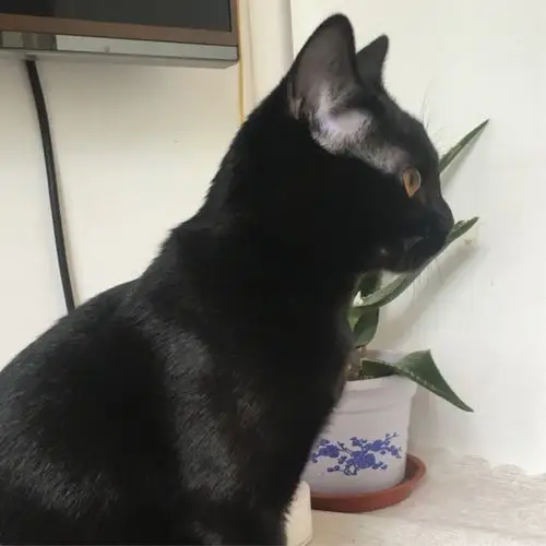 你们知道孟买猫幼猫长什么样子吗?