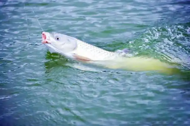 肉嫩鲜香富含卵磷脂的葱油白丝鱼