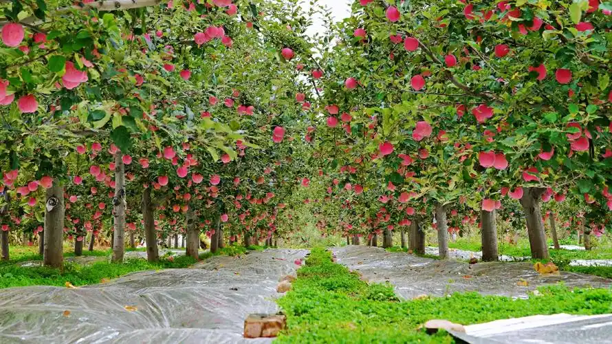 这才叫大丰收果园现场采摘果王满地果子红彤彤