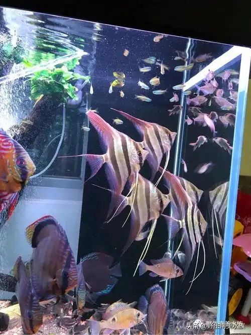 神仙鱼繁殖埃及神仙鱼繁殖