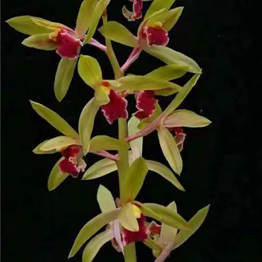 蕙兰红舌三花含苞代发