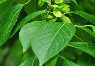 老鼠布袋可以泡水喝吗