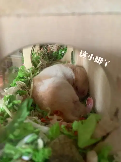 仓鼠🐹睡觉偷拍合集～可可爱爱的睡姿!