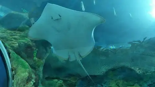 虽然大家叫我魔鬼鱼,但看看,我有一张可爱的笑脸哦