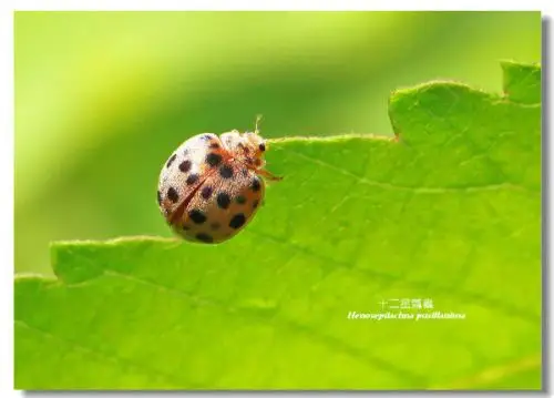 十一星瓢虫的介绍