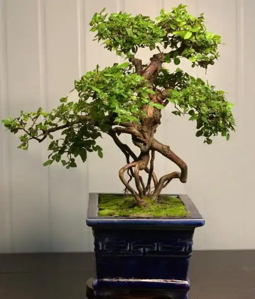 雀梅盆景怎么样造型?只要做好这几个步骤,很容易上手了