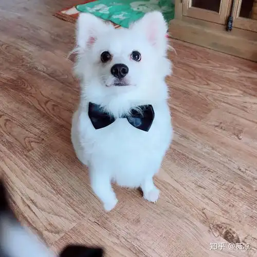 这是银狐博美串!四个月什么时候猴子期才能过去呢?