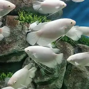 8028人付款天猫白招财鱼热带鱼观赏鱼金红龙配鱼战船红眼招财鱼水族