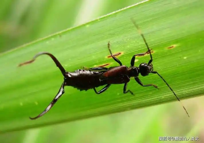 ①31蚭31蚭(学名:forficula tomis)是革翅目蠼螋科的一个蠼螋物种