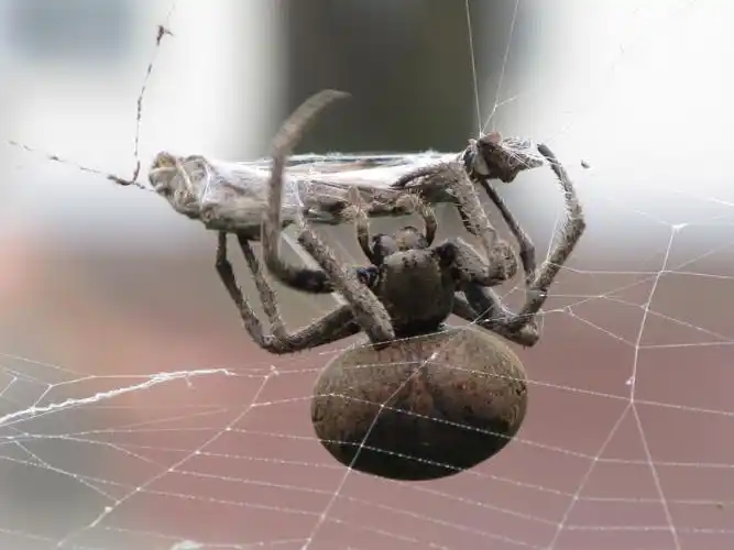 蜘蛛捕食