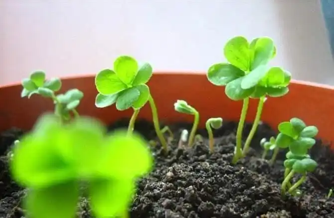 路边捡回1棵"三叶草",种花盆里大变样,开花爆盆,长成老桩