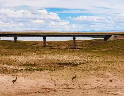 可可西里藏羚羊观景台-"没到过几片草原,一定写不出这么66615(l.