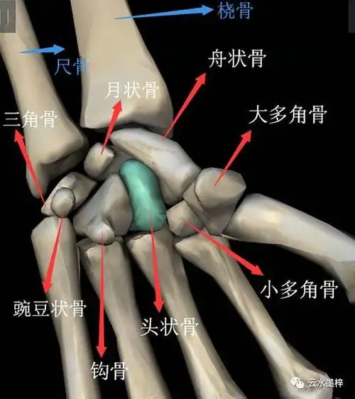 记住八块小骨头(腕骨)有个歌诀:舟月三角豆,大小多头钩 腕关节远侧