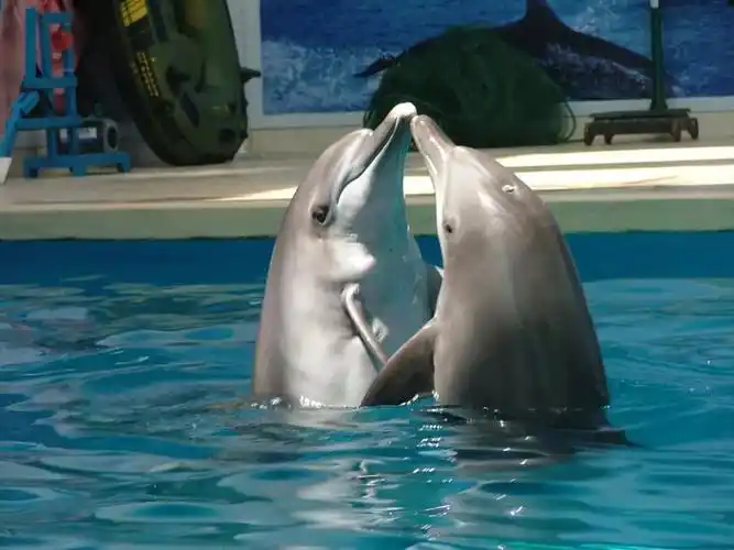 台州海洋世界自由行套餐是时候带孩子去一趟了超多海洋生物在和你招手