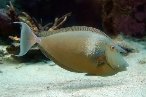 剥皮羊单角鼻鱼长吻鼻鱼