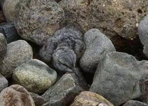 考眼力!据说视力好的人,才能看到图中的动物