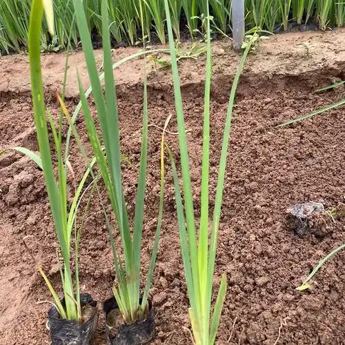 py马兰种植栽培马兰花大量出售基地直供马兰苗