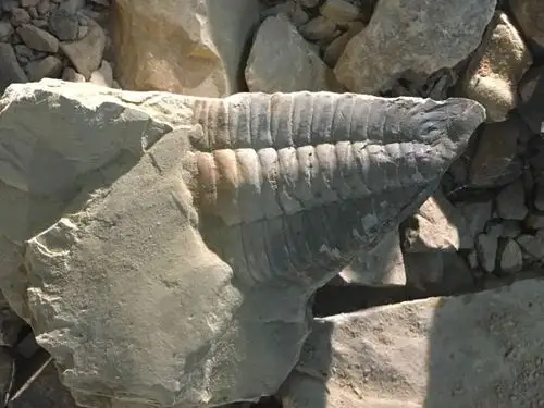 【携程攻略】云南玉溪澄江澄江动物化石群好玩吗,云南澄江动物化石群