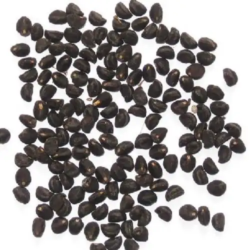 牵牛花种子 混色 爬藤绿植阳台庭院种植喇叭花籽易种