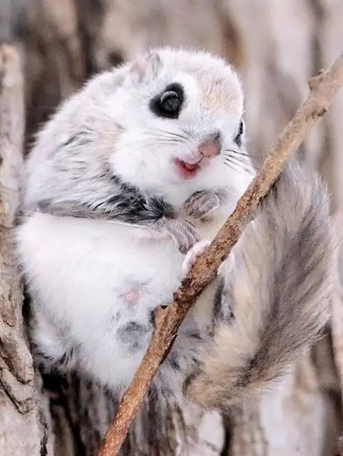 第三名 俄罗斯飞鼠