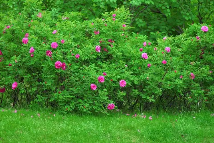 都说红花需要绿叶配,分享一组红花绿叶的玫瑰花摄影照片