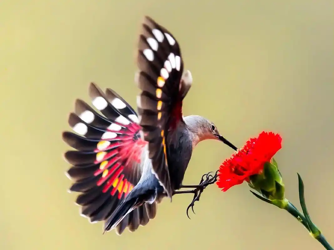 原创摄影 :红翅旋壁雀(最美蝴蝶鸟)         是雀形 - 抖音